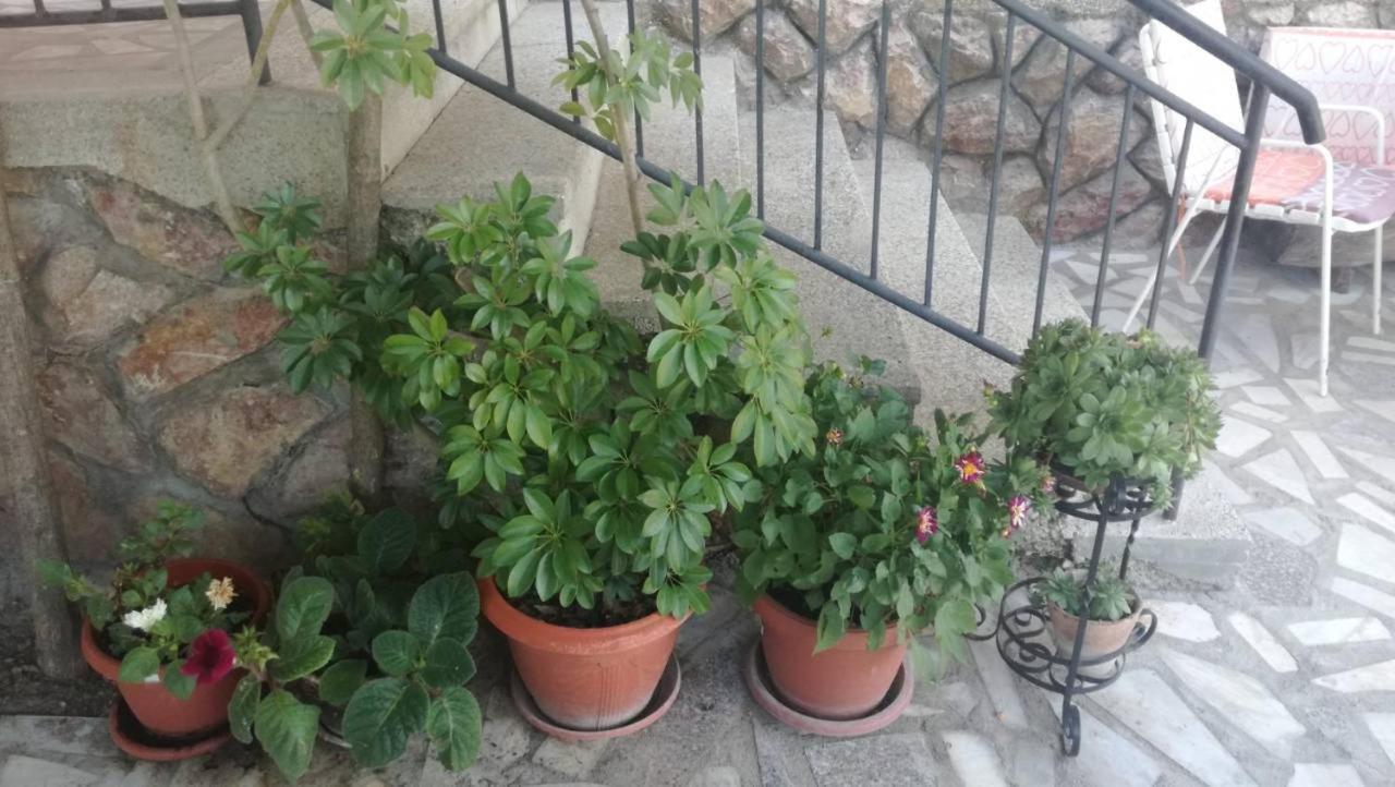 Guesthouse Zimovski Peštani Exteriör bild
